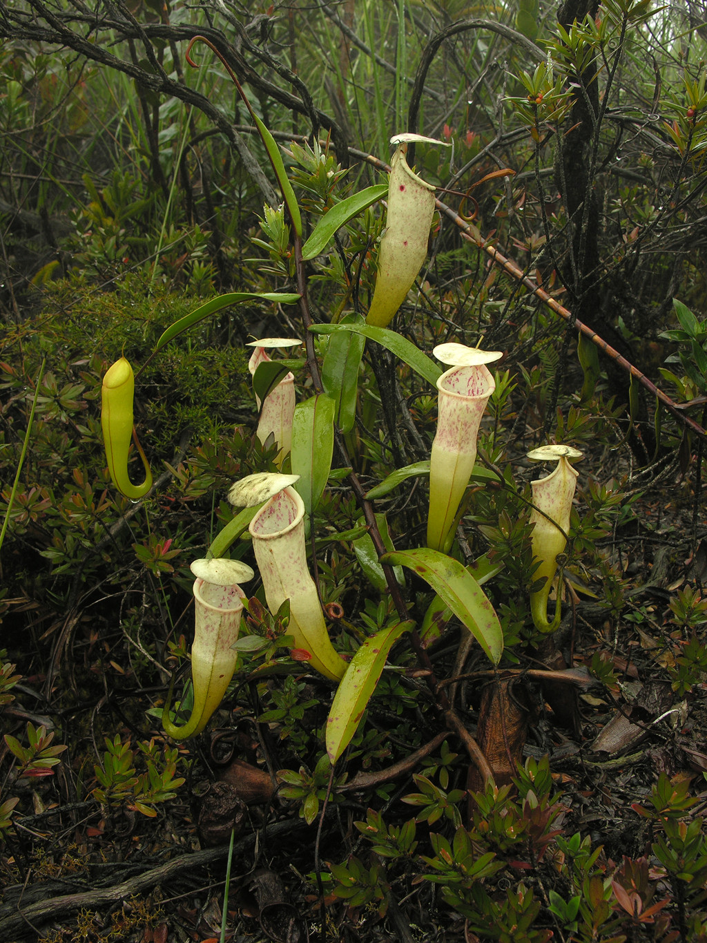  p>猪笼草是 a target="_blank" href="/item/猪笼草属/6772635" data