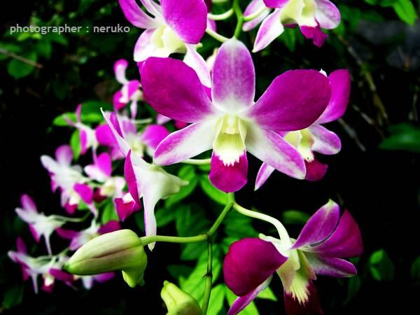  p>泰国兰花(商品名泰兰)是 a href="#" data-lemmaid="6108011">热带