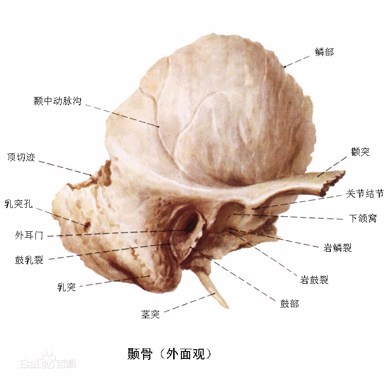 乳突孔