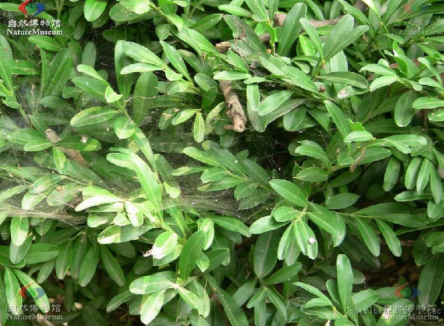  p>小叶黄杨(学名: i>buxus sinica  /i>(rehd. et wils.