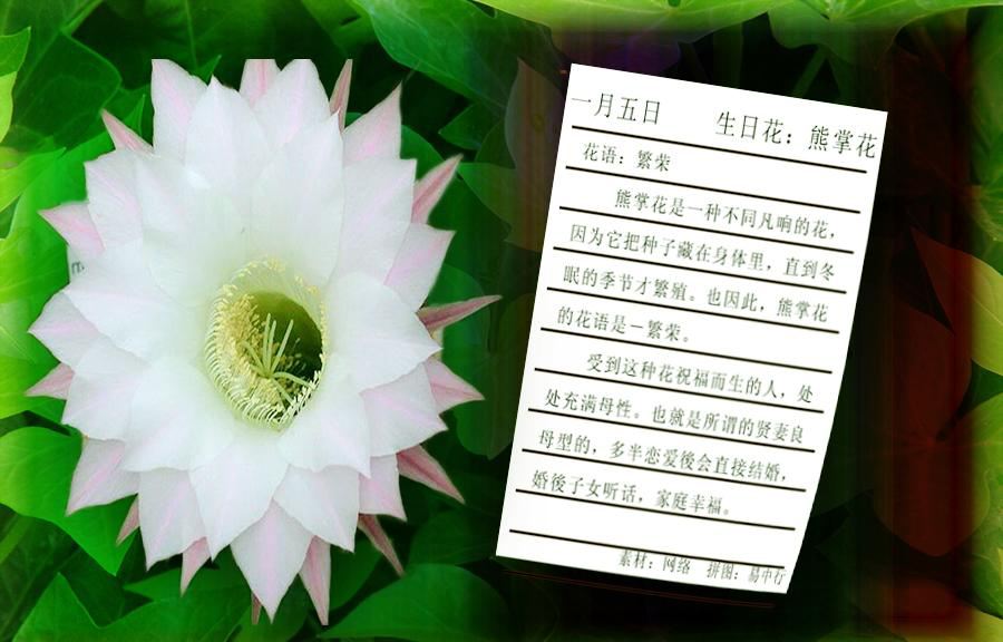 花语:繁荣(prosperity).