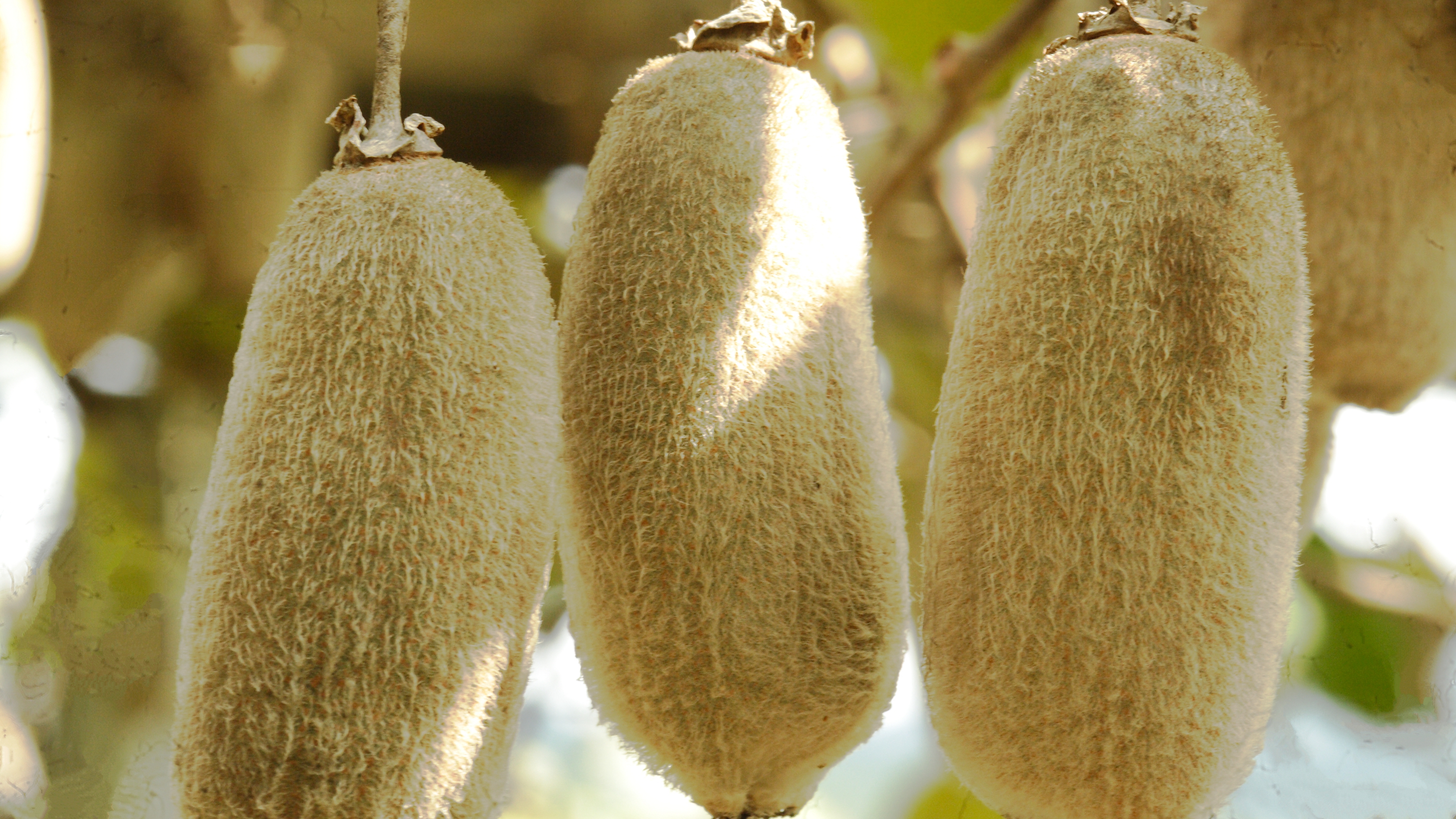  p data-id="go0cfyrqqr">华特猕猴桃,也叫白毛猕猴桃,属毛花猕猴桃的