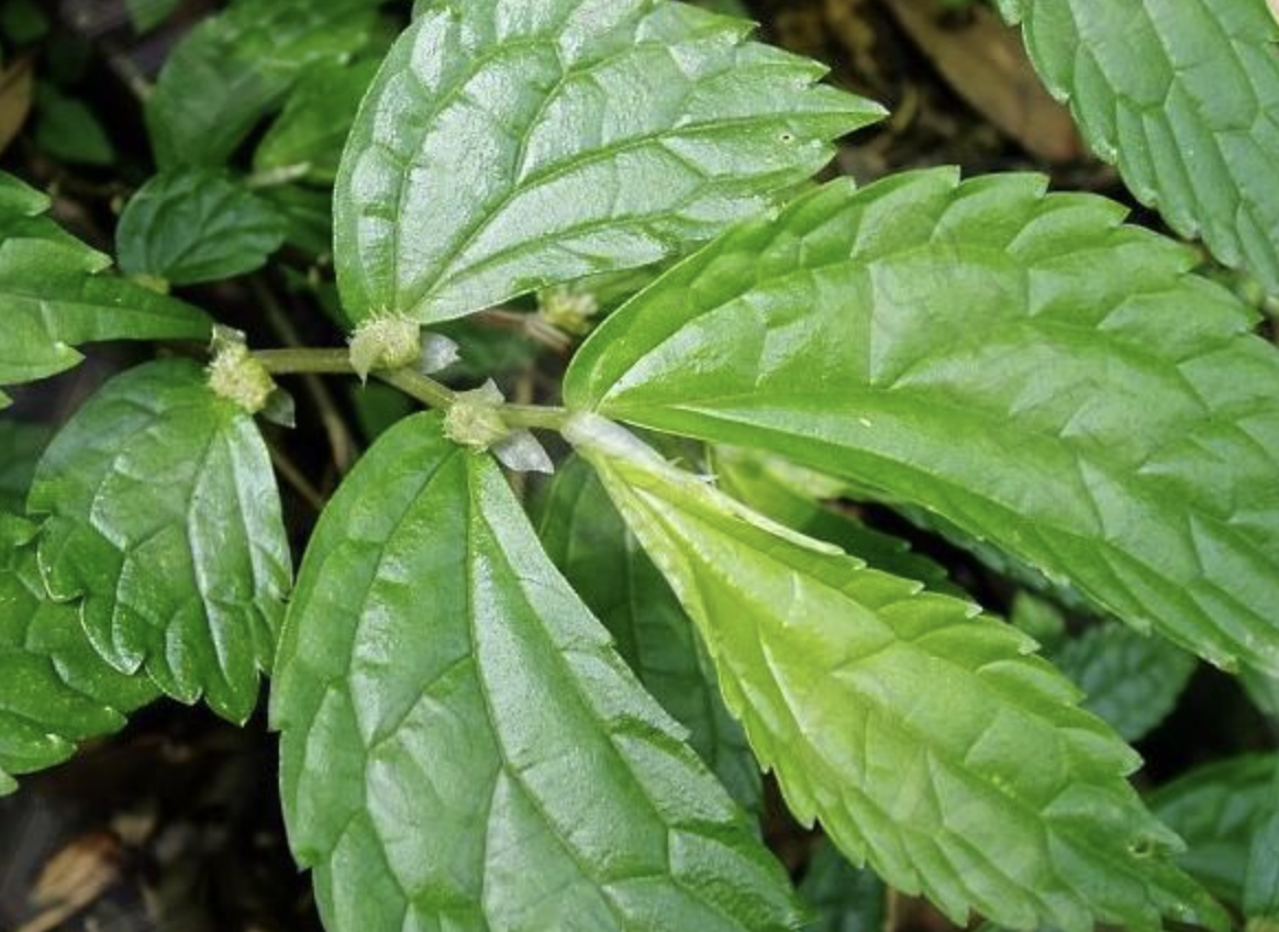  p>华南楼梯草(学名: i>elatostema balansae /i> gagnep.