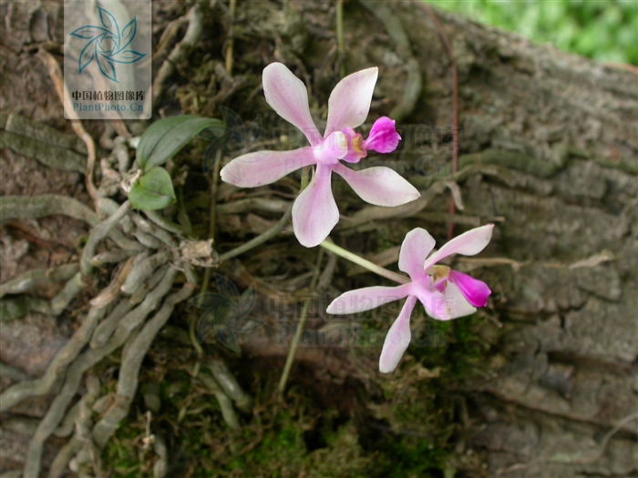  p>海南蝴蝶兰(拉丁学名: i>phalaenopsis hainanensis /i> t.