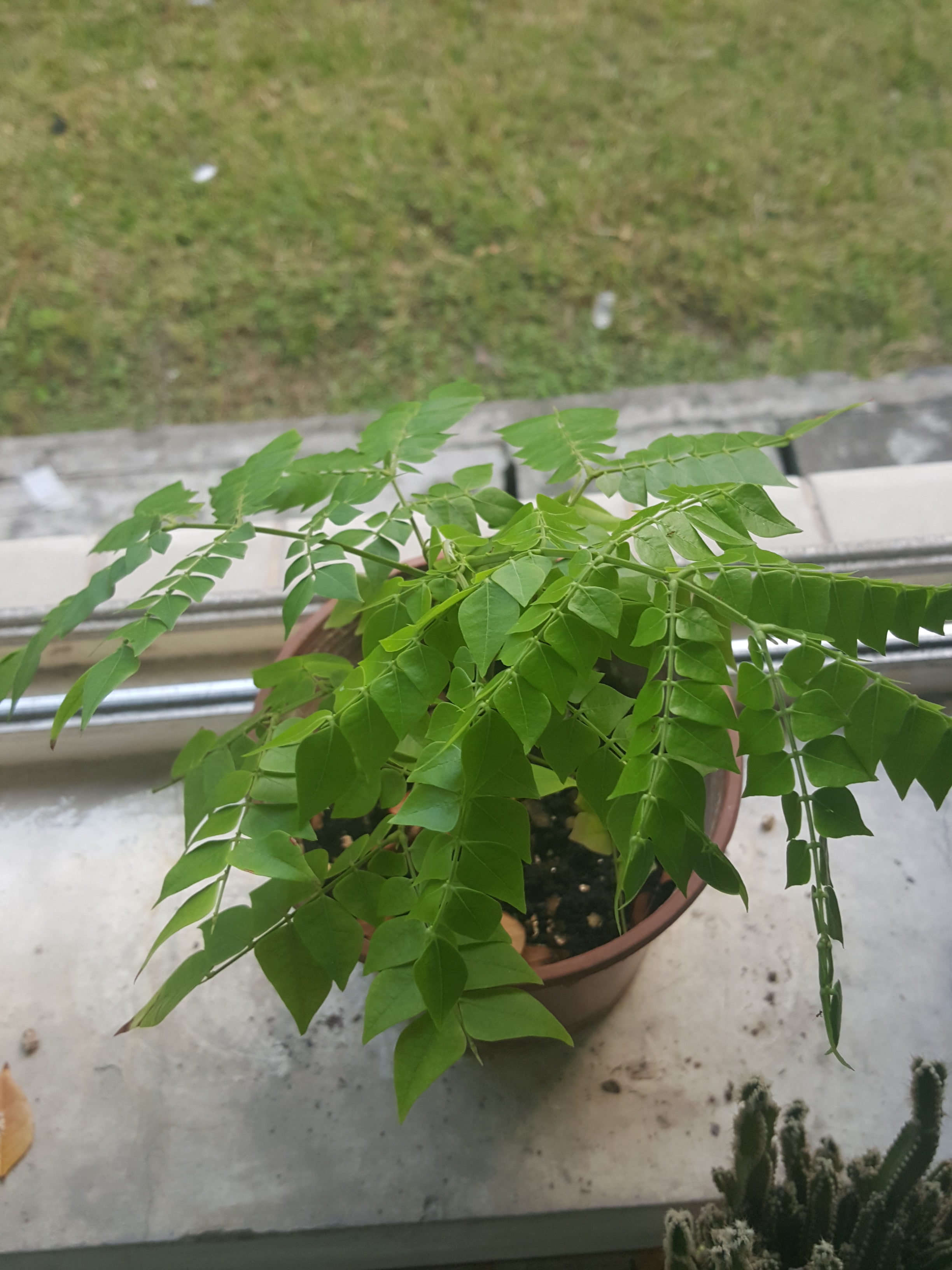 nielsen)是豆科猴耳环属植物,乔木,高可达10米;小枝无刺,有明显的棱角