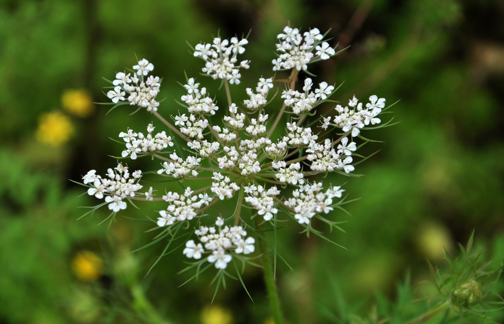 cnidii monnieri fructus