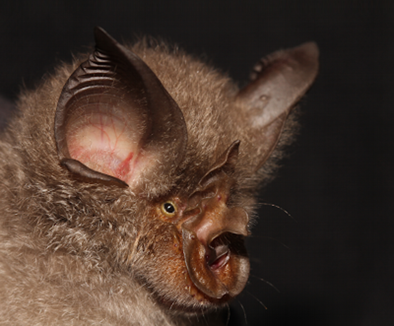  p>中华菊头蝠(学名: i>rhinolophus sinicus /i>):是哺乳纲,翼手目