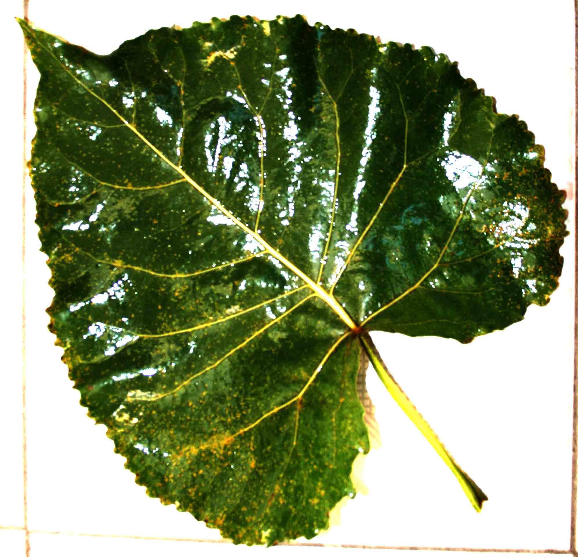 青杨叶锈病又叫落叶松杨锈病,是杨树锈病中