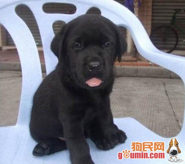 平毛猎犬