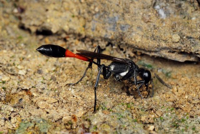 红腰沙泥蜂