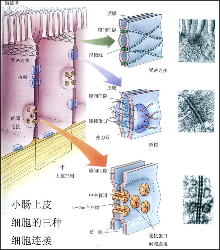  p>紧密连接,又称闭锁小带,是相邻细胞膜共同构成的一个事实上液体