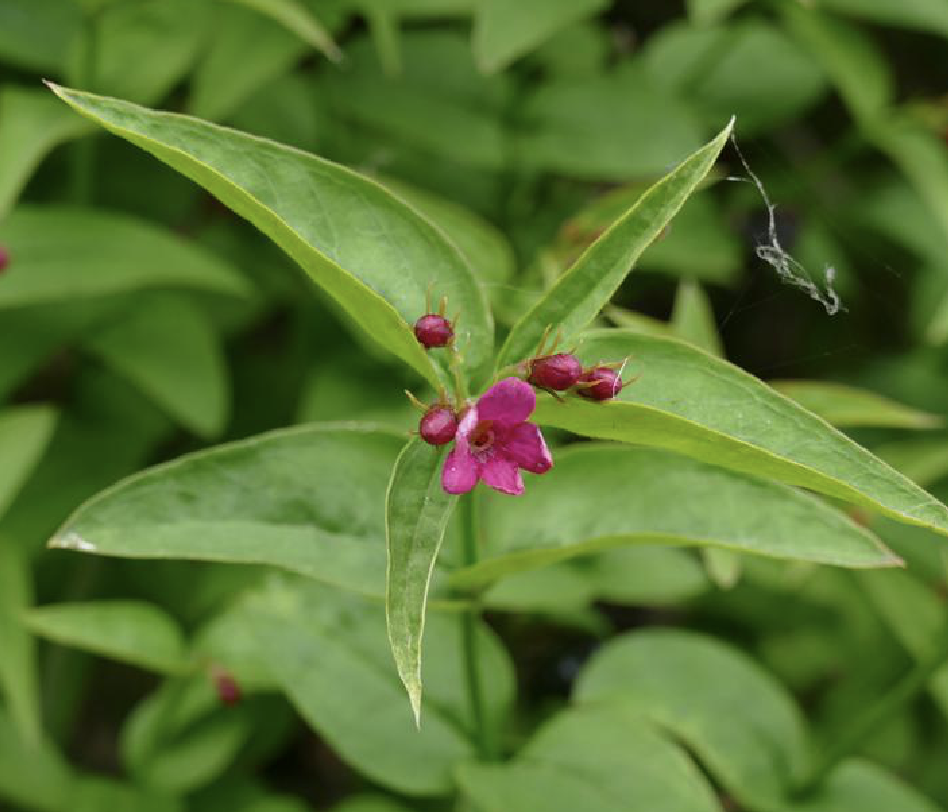  p>红素馨(学名: i>jasminum beesianum  /i>forrest et diels)是木犀