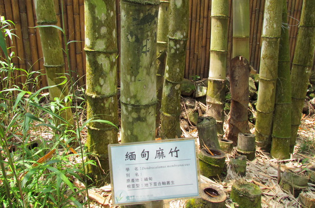  p> a href="#" data-lemmaid="2432712">缅甸竹 /a>,拉丁文名