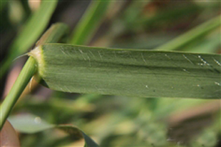  p> a href="#">牛虱草 /a>,拉丁文名:eragrostis unioloides (retz.