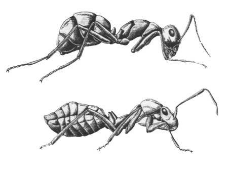 瓦斯曼拟态