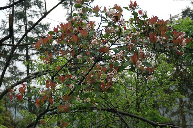  p>大叶石斑木(学名:rhaphiolepis major cardot),是 a target="