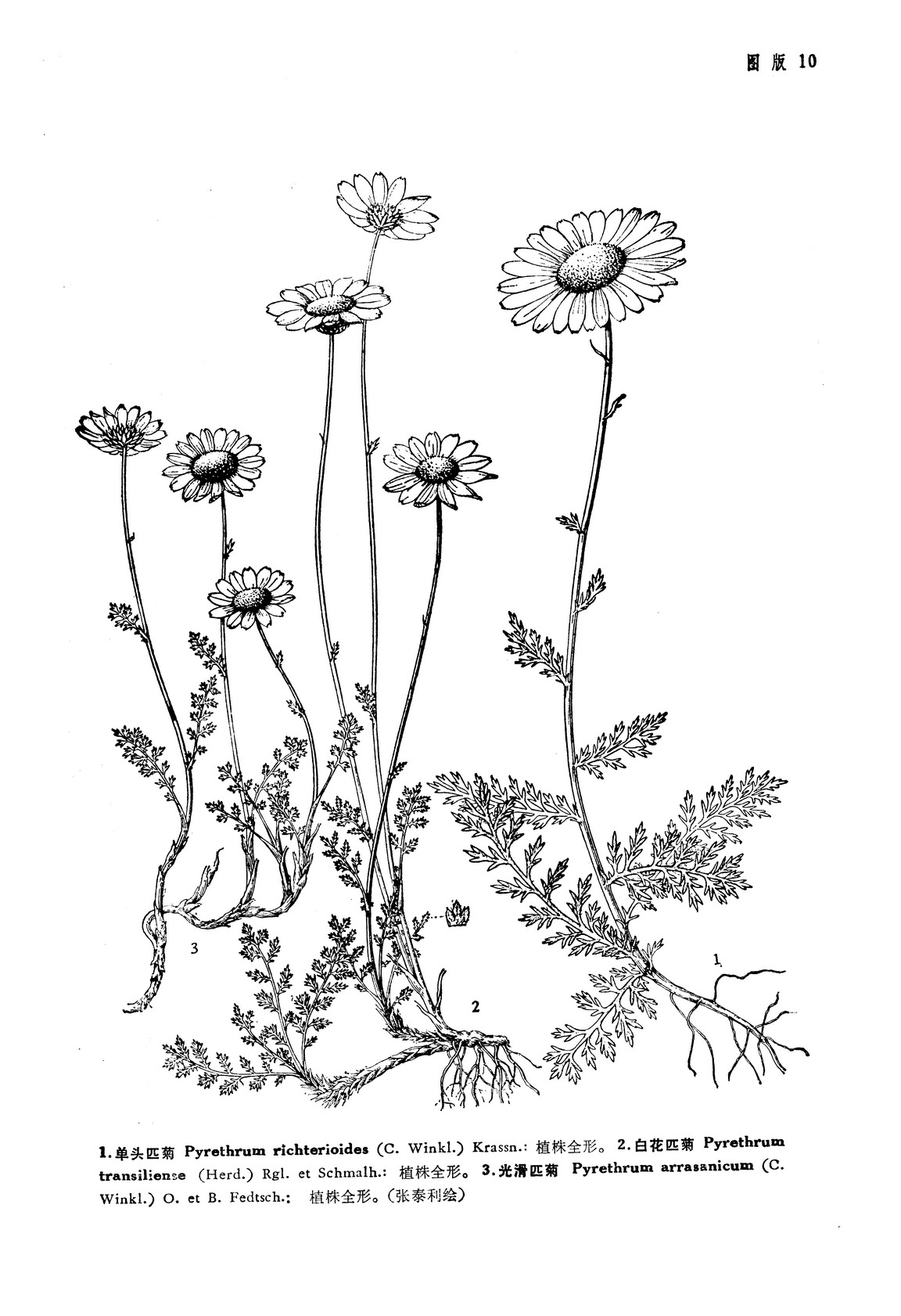  p> a href="#">单头匹菊 /a>(pyrethrum richterioides (c. winkl.