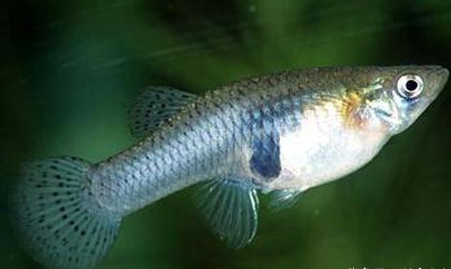  p>宽口弓鱼(racoma eurystomus)为鲤科弓鱼属的鱼类.