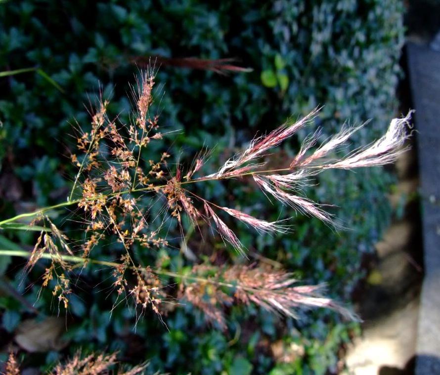  p>糖蜜草(学名: i>melinis /i>  i>minutiflora /i> p.beauv.