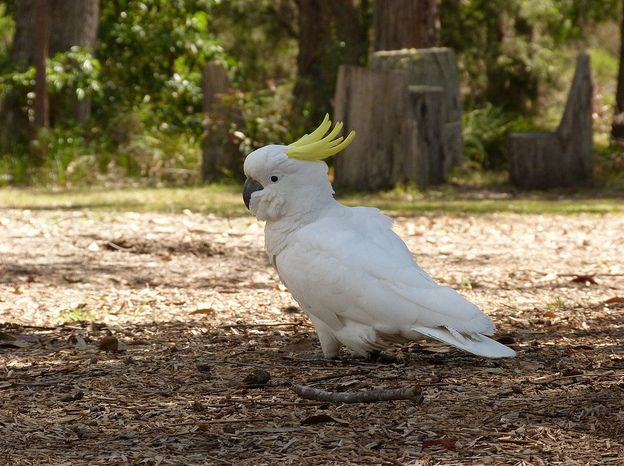 sulphur-crested cockatoo