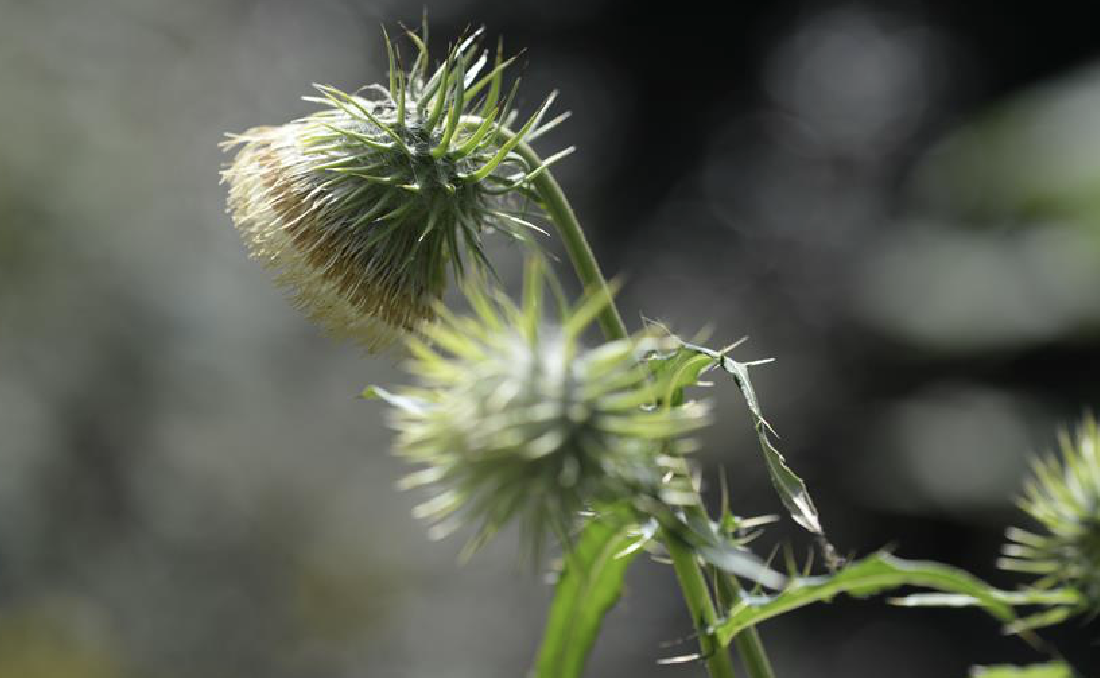 lév.)是菊科蓟属植物.