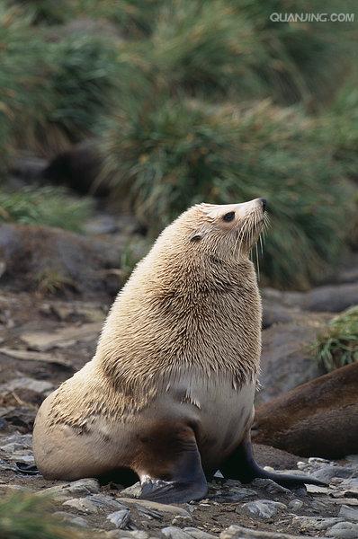  p>南极毛皮海狮(学名:arctocephalus gazella)又叫 a target="_blank