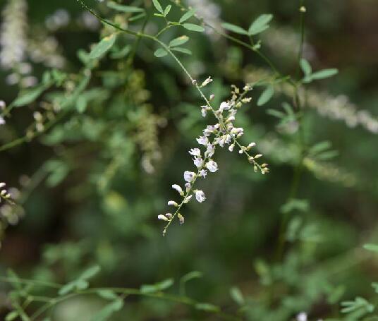  p>草木樨状黄耆(学名: i>astragalus melilotoides /i> pall.