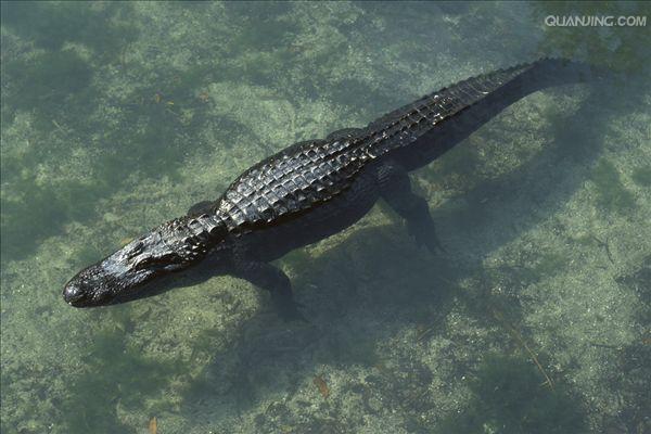  p>美国短吻鳄(学名: i>alligator mississippiensis /i>),又称密河鳄