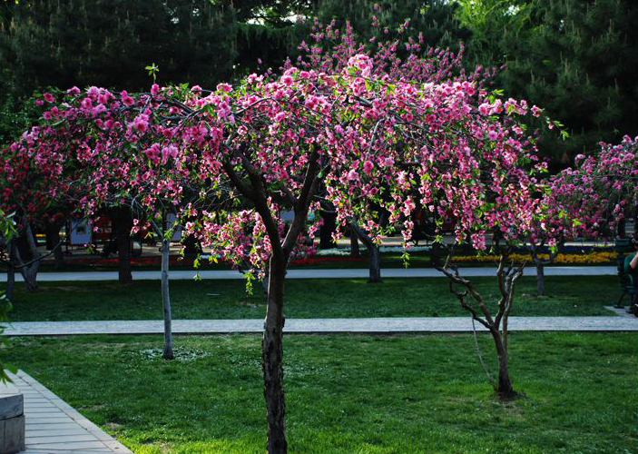  p>垂枝碧桃(学名: i>amygdalus persica /i> l. var.