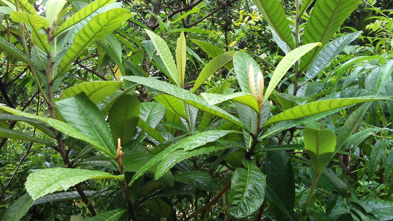  p>杨桐属(学名:adinandra jack), a href="#" data-lemmaid="3223880