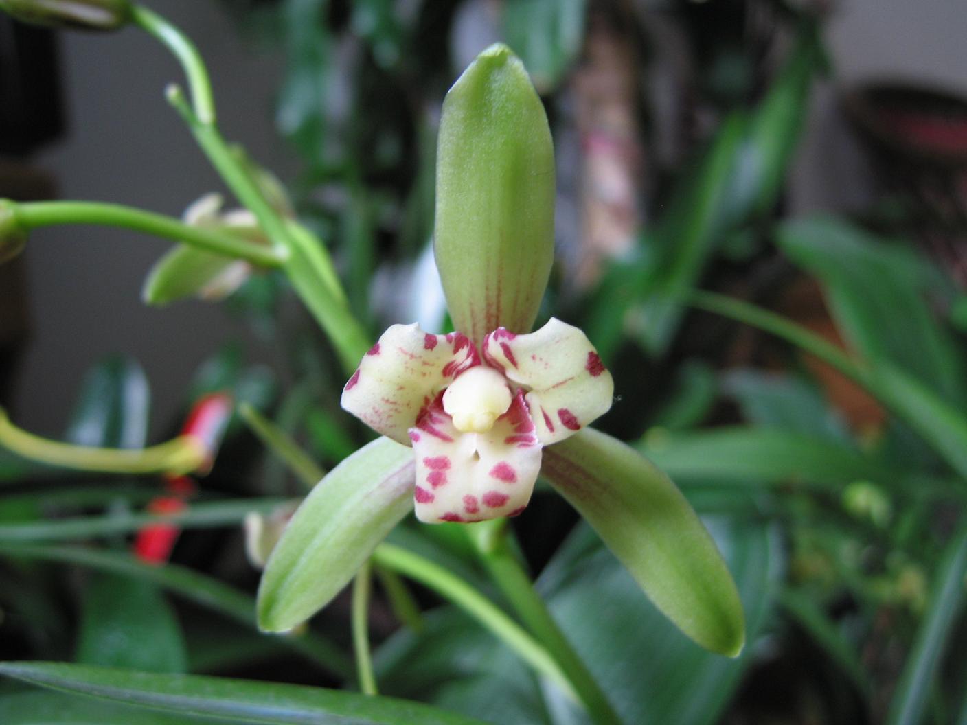 smith 龙胆科,双蝴蝶属多年生缠绕草本.有清热解毒,止咳止血的功效.