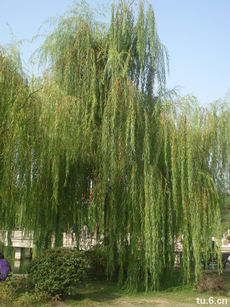 绦柳