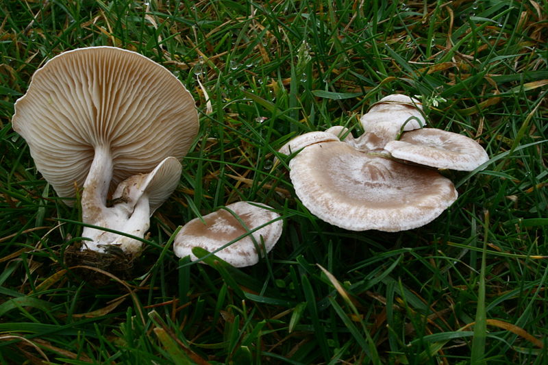 clitocybe rivulosa (pers. : fr.) kummer