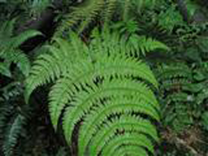  p data-id="gn8428vlih">细裂鱼鳞蕨( i>dryopteris wusugongii /i>