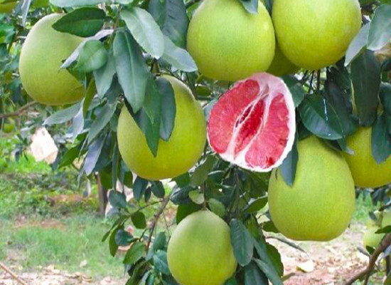  p>红心蜜柚, 又名 a href="#" data-lemmaid="7450927">红肉蜜柚 /a>