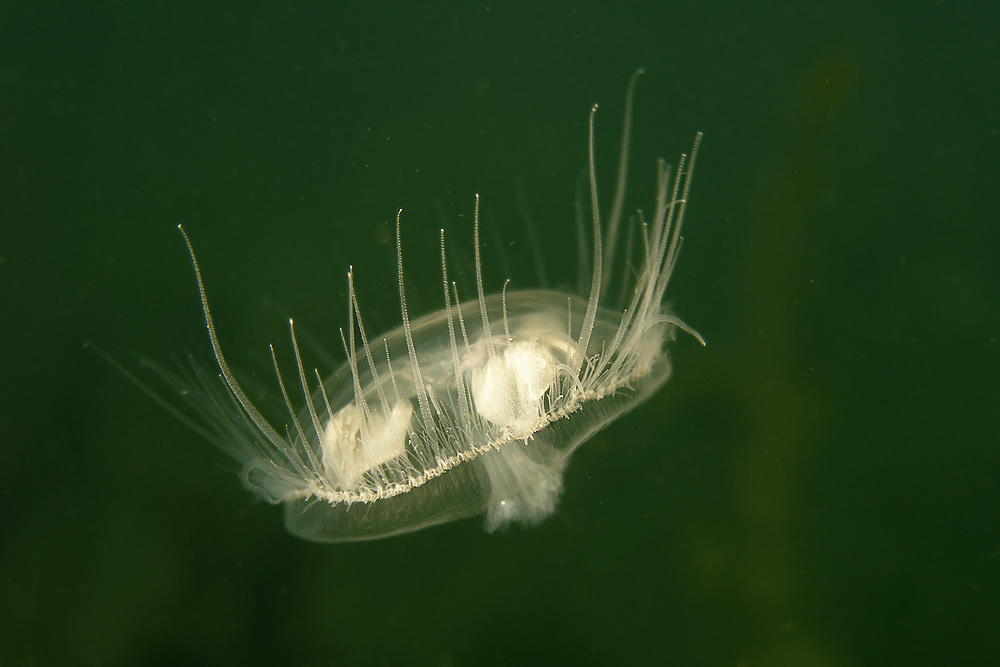  i>craspedacusta /i>):是水螅纲,淡水水母目,笠水母科的一属淡水生活
