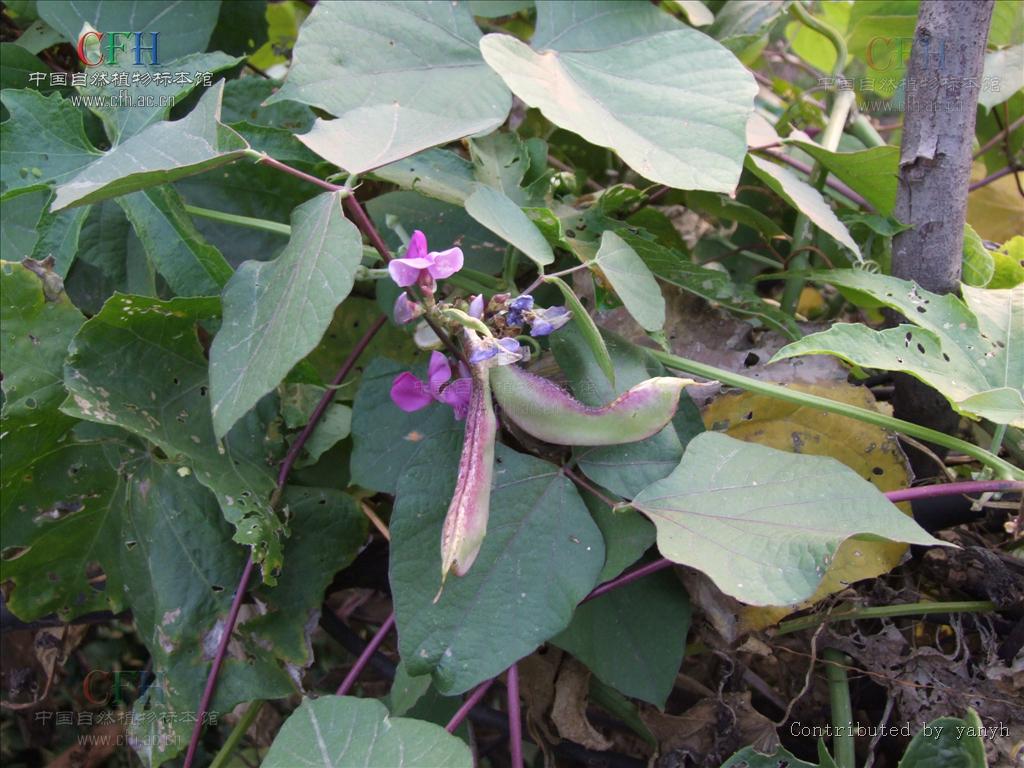  p>扁豆(学名: i>lablab purpureus /i> (linn.