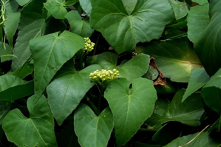  p>锦屏藤(学名: i>cissus sicyoides /i> l.