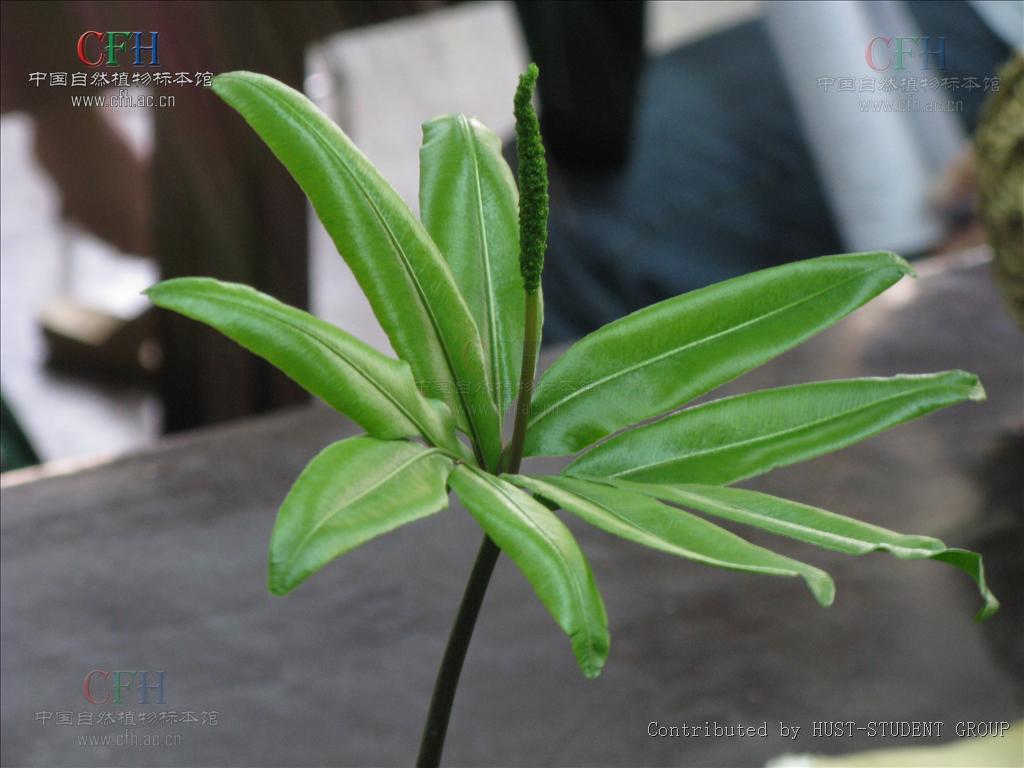 helminthostachys kaulf