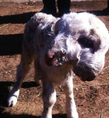  p data-id="gnb2bufkil">双头羊就是有两个头的羊,双头羊的身体和