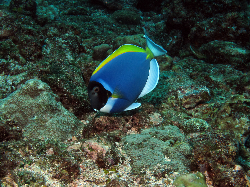 形体椭圆, a href="#" data-lemmaid="7398723">尾鳍 /a>叉形