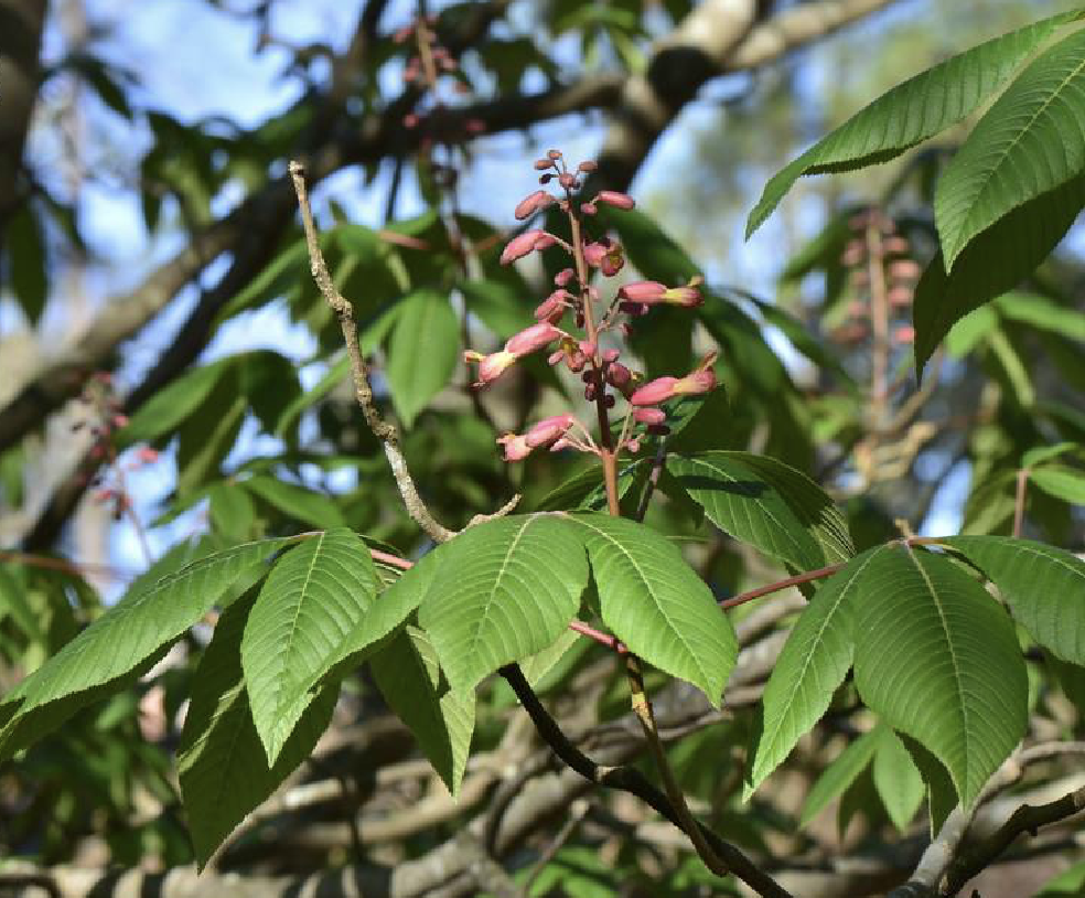 北美红花七叶树