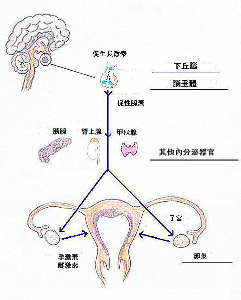  p>下丘脑-垂体-卵巢轴(hypothalamic-pituitary-ovarianaxis,hpoa)是