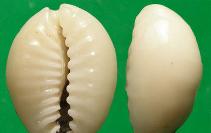  p>环礁宝螺(学名:monetaria obvelata obvelata)是腹足钢宝螺科的 a