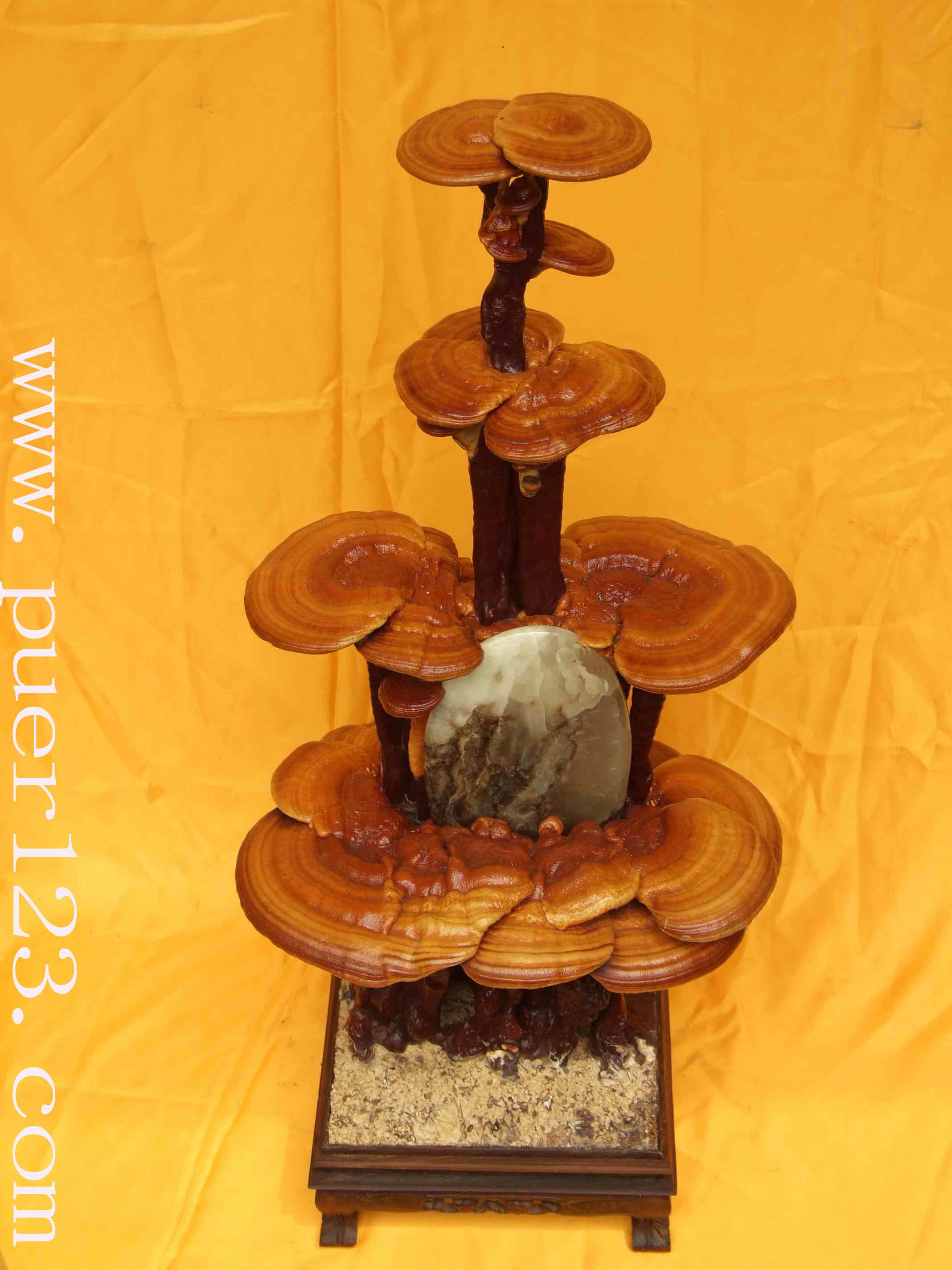  p>粗柄假芝担子果一年生,有柄,木栓质到木质,菌盖略圆形, 3-13cm,厚8