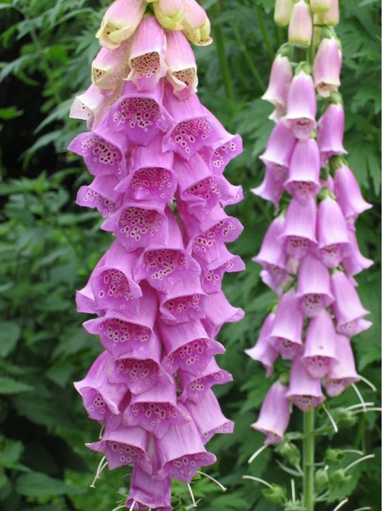 p>毛地黄(学名: i>digitalis purpurea  /i>l)是玄参科 a target="