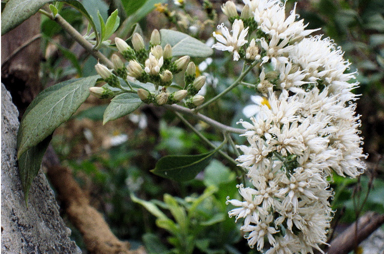  p>扁桃斑鸠菊(学名: i>vernonia amygdalina /i> delile)是菊科,斑鸠