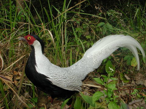 广东省车八岭国家级自然保护区