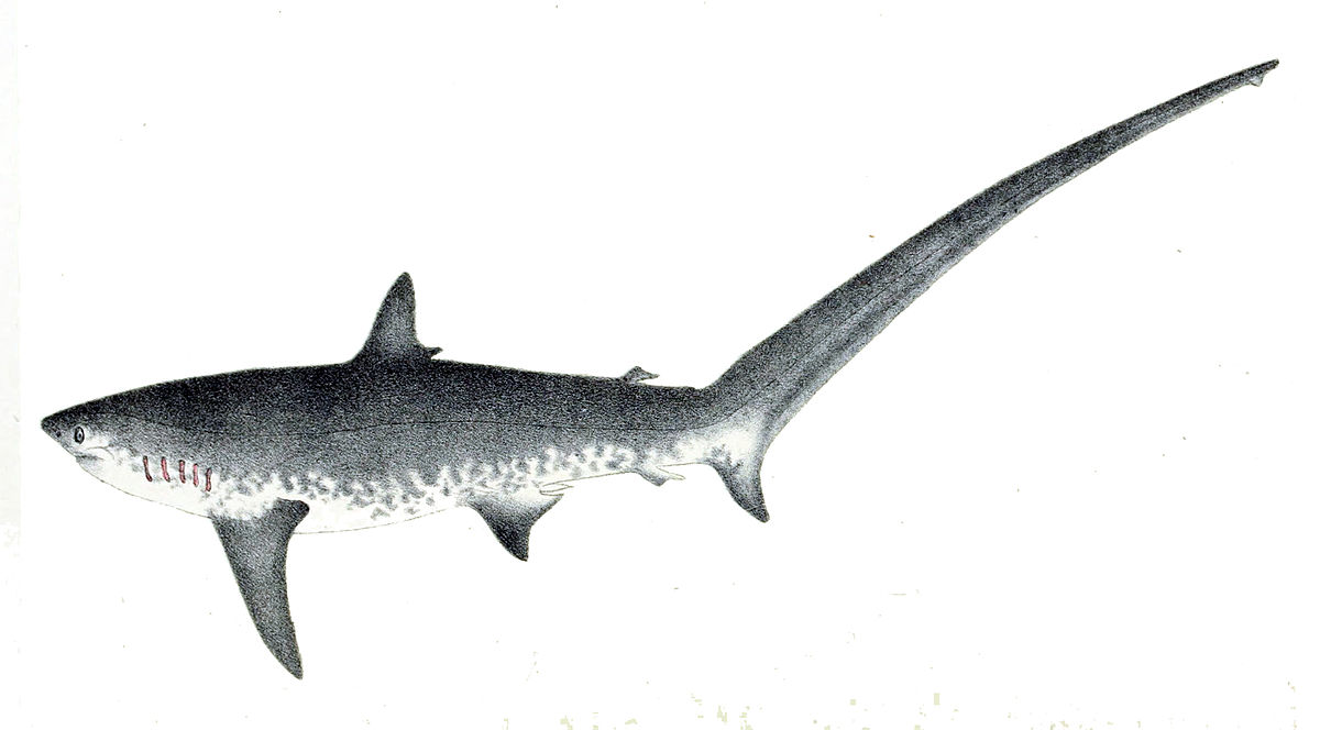 common thresher shark