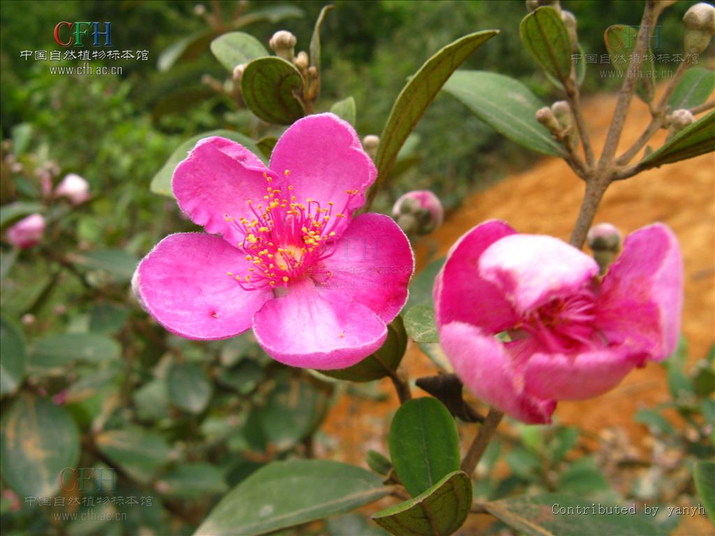  p>桃金娘目(myrtales) 是植物分类学的名词术语.